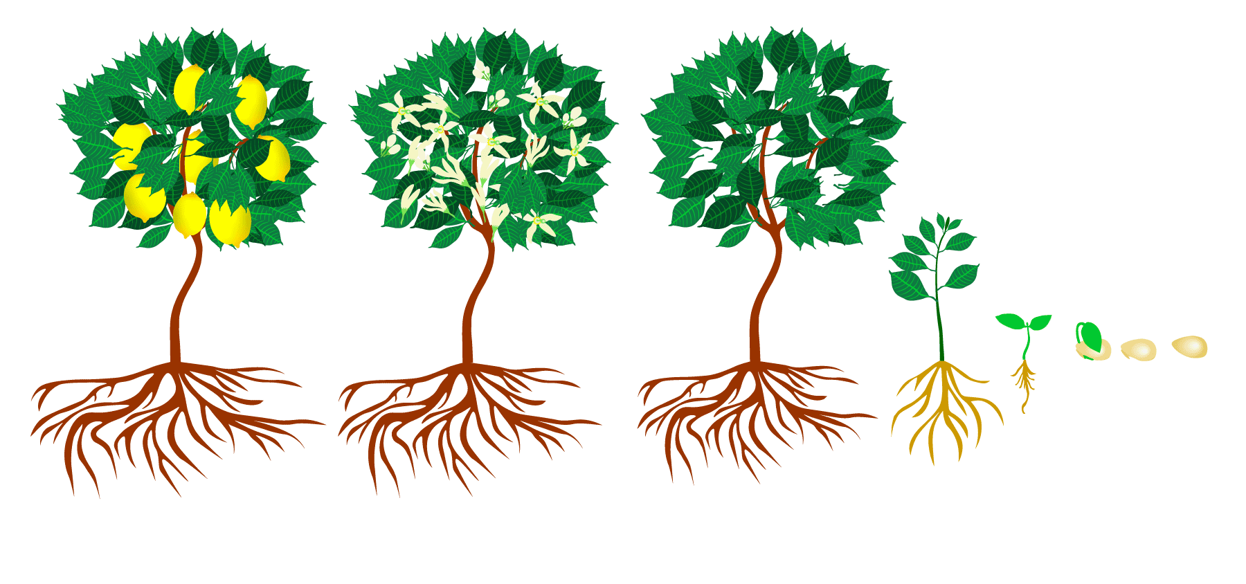 Plants